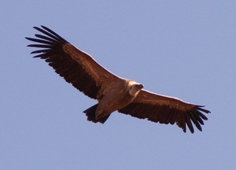 Eagle in flight